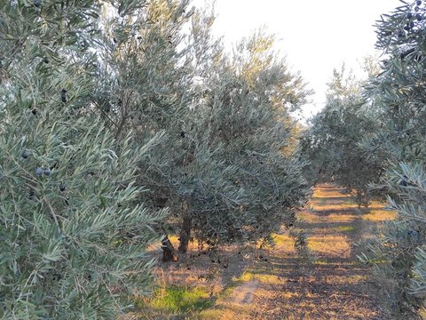 Перша фотографія об’єкта нерухомості
